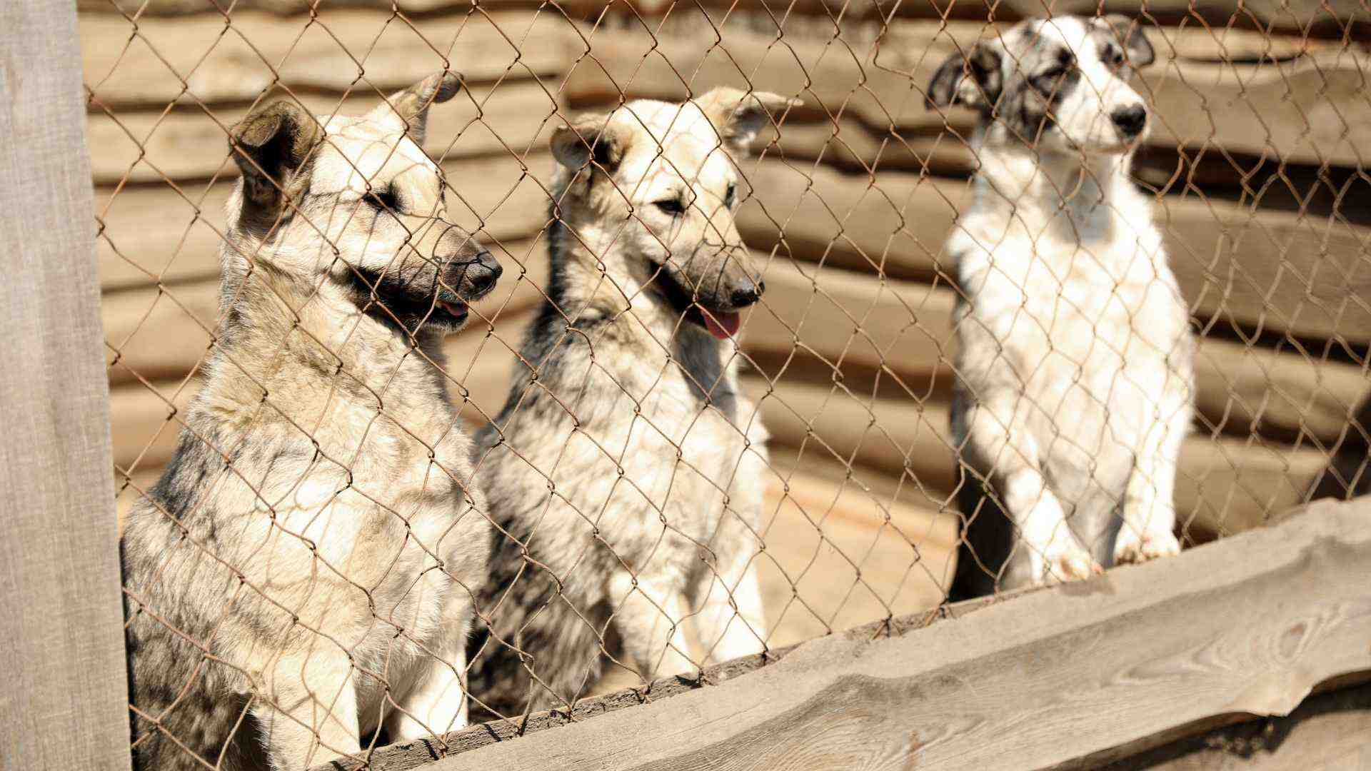 giardiasis en perros contagio